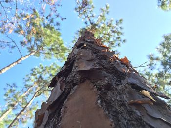 Low angle view of tree trunk