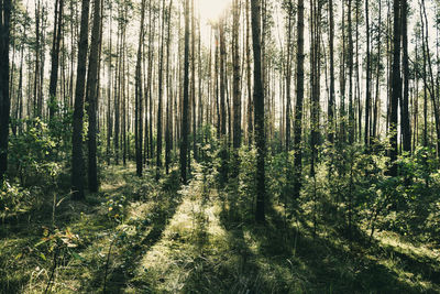 Trees in forest