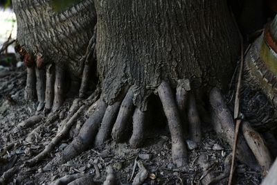 Close-up of tree trunk