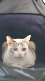 Close-up portrait of a cat