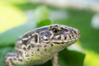 Close-up of a lizard