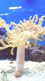 Close-up of jellyfish in water