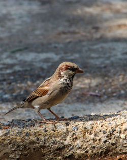 Close-up of bird perching