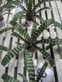 Close-up of plants on pallet 