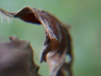 Close-up of insect
