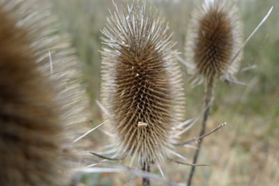 Close-up of dried plant