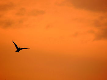 Low angle view of silhouette bird flying against orange sky