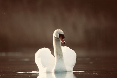 Close-up of swan in lake