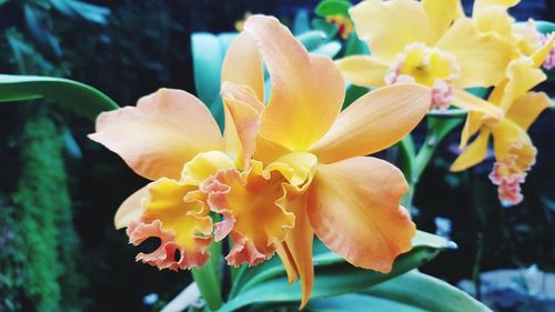 Close-up of yellow daffodil