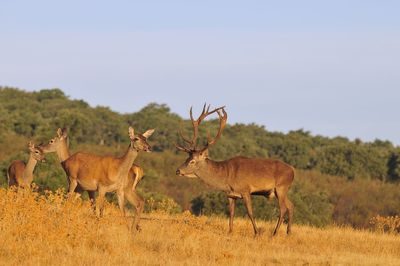 Deer in a field