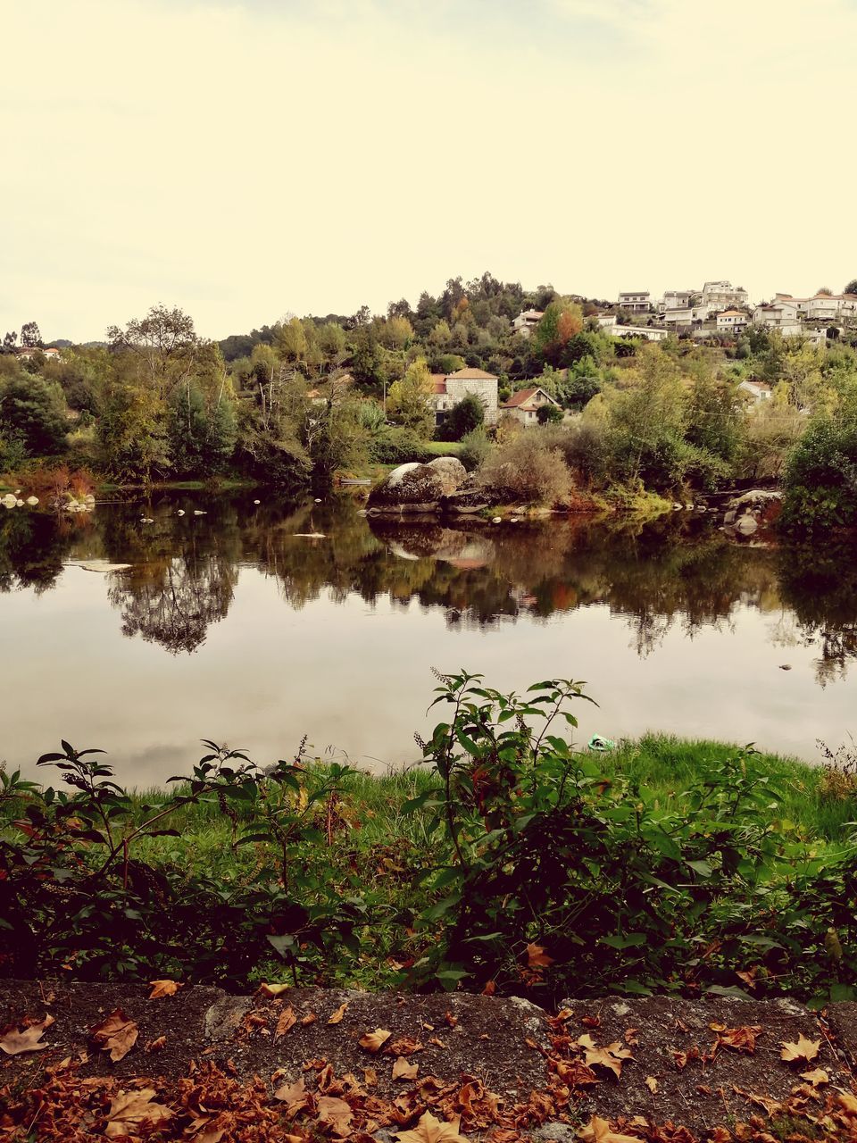 TREES BY LAKE AGAINST SKY