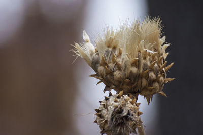 Close-up of wilted thistle