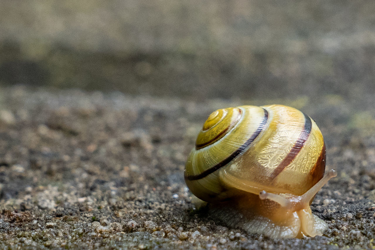 CLOSE-UP OF A SNAIL ON SAND