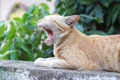 Close-up of a cat yawning
