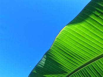 Low angle view of green leaves against clear blue sky