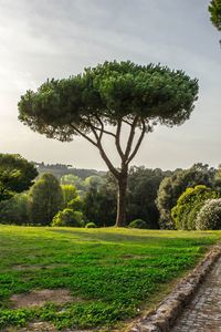 Trees on field against sky