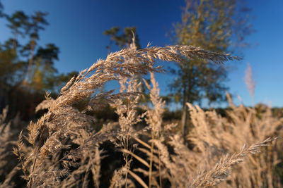 Close-up of stalks on field against sky