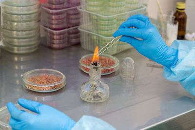 The scientist research. penicillium fungi on agar plate in laboratory