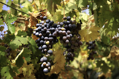 Grapes in vineyard