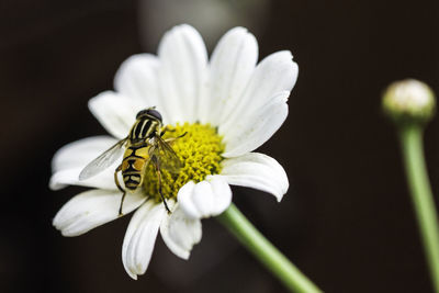 Close-up of bee on flower