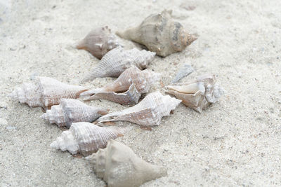 High angle view of dead fish on beach