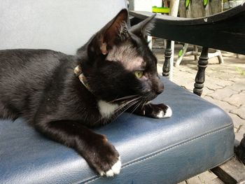 Close-up of cat sitting on chair