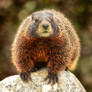 Close-up of woodchuck on rock