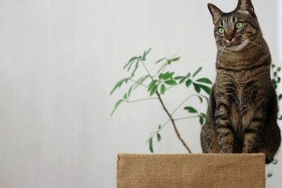 Cat looking away while sitting on wall