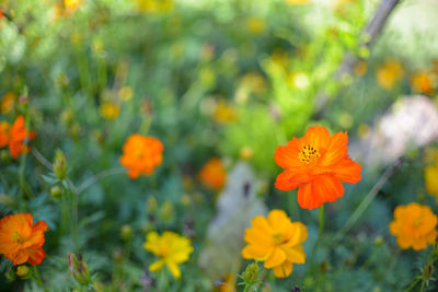 Close-up of orange cosmos flowers