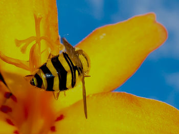 Extreme close up of insect on water surface