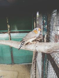 View of bird perching in cage at zoo