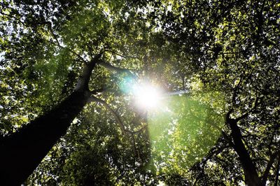 Low angle view of trees in forest