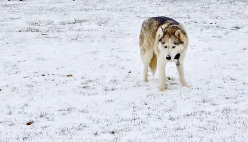 View of dog on snow covered land