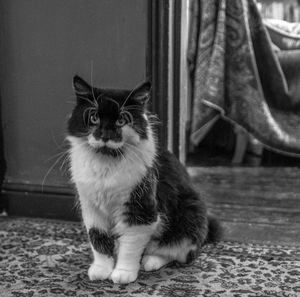 Close-up of cat sitting at home