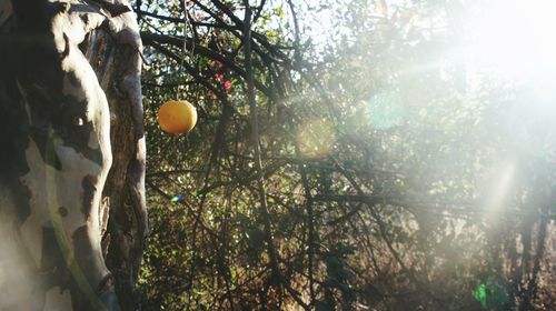 Sun shining through trees