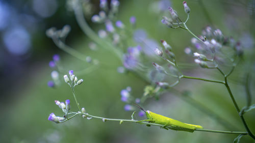 Close-up of purple flowering plant