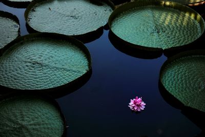 High angle view of water lily in lake