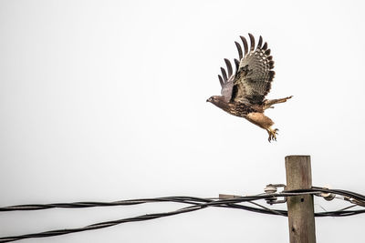 Low angle view of eagle flying against clear sky