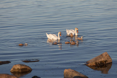 View of ducks swimming on lake