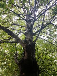 Low angle view of tree in forest