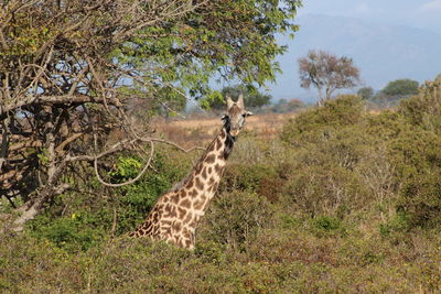 View of giraffe on field against sky