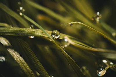 Close-up of wet grass