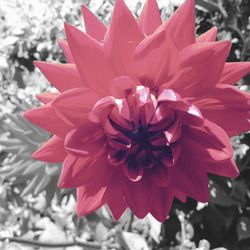 Close-up of red flower blooming outdoors