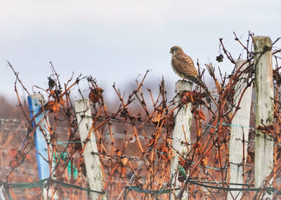 Low angle view of birds perching on branch
