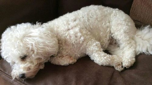 Close-up of white dog