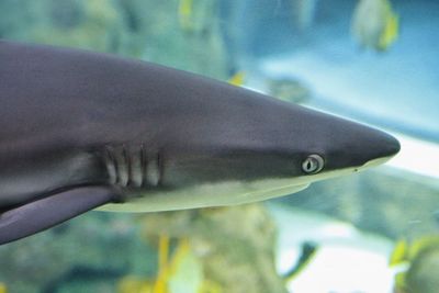 Close-up of fish swimming in aquarium