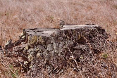 Close-up of insect on wood in field