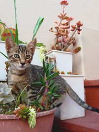 Portrait of cat by potted plants