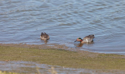 Ducks swimming in lake