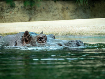 Hippopotamus. hippo close up. hippopotamus in the water.